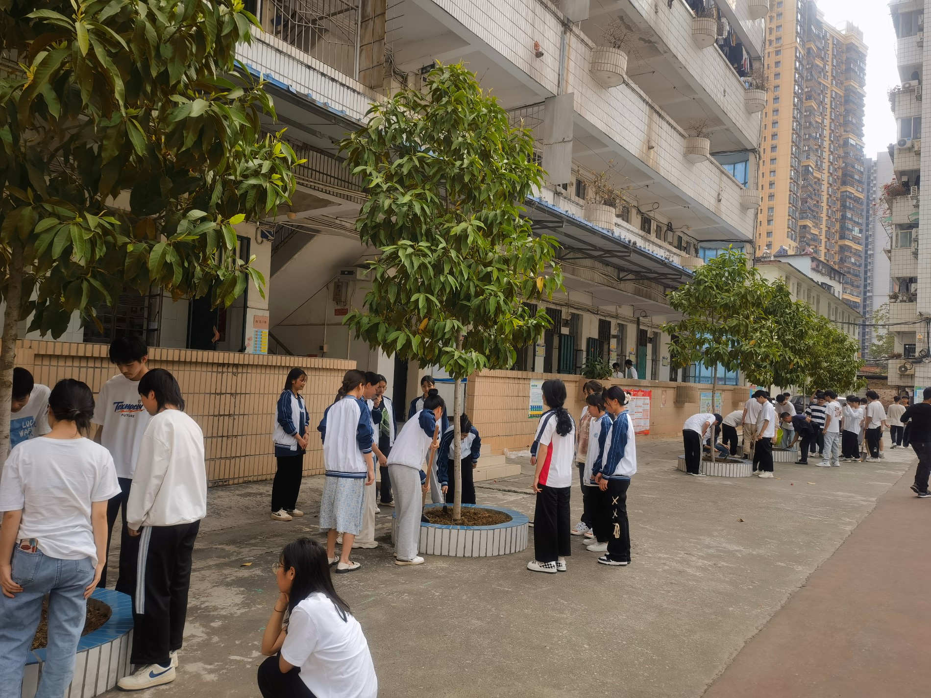学生给玉兰树施肥1.jpg 学生给玉兰树施肥1.jpg