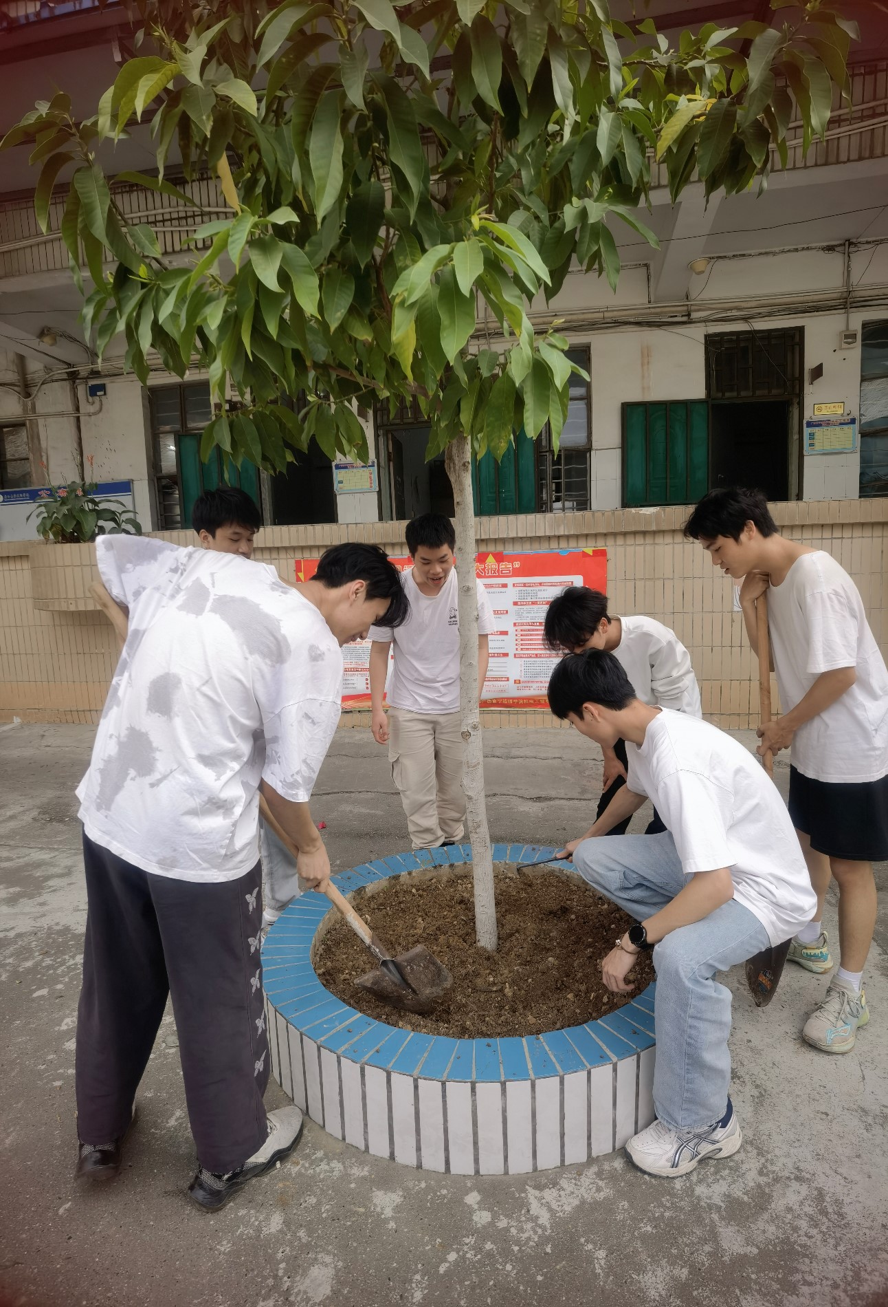 学生给玉兰树施肥2.jpg 学生给玉兰树施肥2.jpg